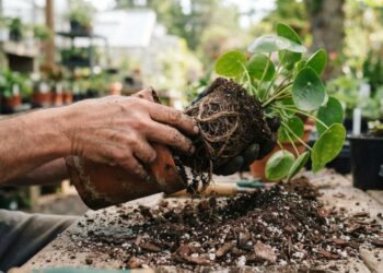 Sua planta está com a terra dura e a água escorre pelas bordas do vaso? Veja como reverter o solo compactado e salvar suas mudas