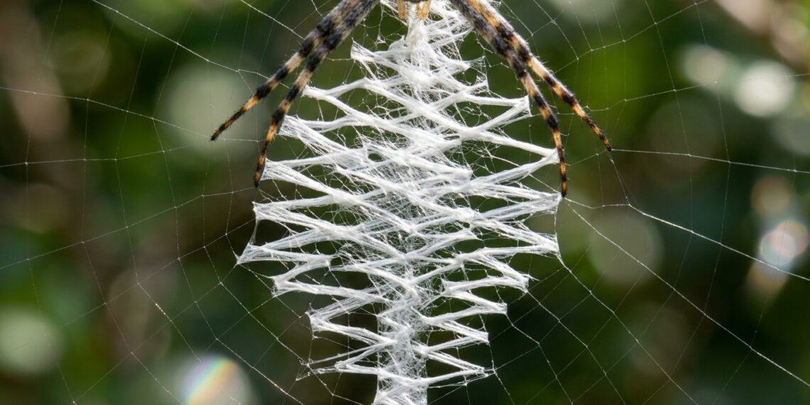 A aranha que tira foto de si mesma: o aracnídeo que descobriu sua própria imagem