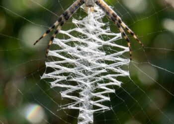 A aranha que tira foto de si mesma: o aracnídeo que descobriu sua própria imagem