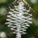 A aranha que tira foto de si mesma: o aracnídeo que descobriu sua própria imagem