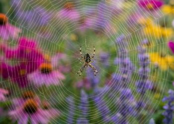 Se você encontrar estas teias de aranha intactas brilhando de manhã, nós lhe diremos o que isso significa e por que é algo bom