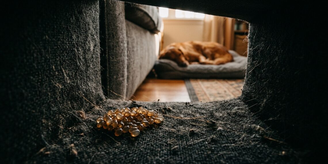 Erros comuns que atraem carrapatos para o quarto e sofás: 5 hábitos que viram convite para infestação