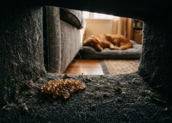 Erros comuns que atraem carrapatos para o quarto e sofás: 5 hábitos que viram convite para infestação