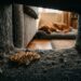 Erros comuns que atraem carrapatos para o quarto e sofás: 5 hábitos que viram convite para infestação