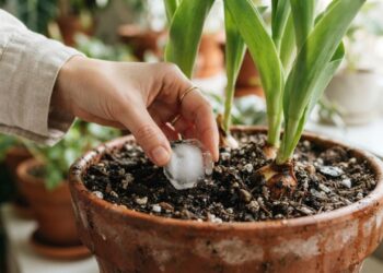 Como resfriar os bulbos e controlar a temperatura do substrato sem precisar alterar o local de cultivo, segundo botânicos