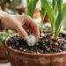 Como resfriar os bulbos e controlar a temperatura do substrato sem precisar alterar o local de cultivo, segundo botânicos