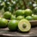 A fruta sertaneja que tem cor verde limão e sabor de uva verde azedinha e que poucos brasileiros conhecem