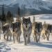  Como os lobos se organizam em formação militar para abater presas muito maiores