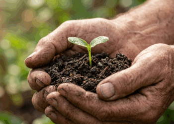 O que muda na sua vida ao aplicar o provérbio chinês sobre plantar uma árvore hoje