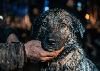 "Rotulado como teimoso": a história do cão devolvido ao abrigo que escondia um segredo emocionante
