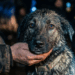 "Rotulado como teimoso": a história do cão devolvido ao abrigo que escondia um segredo emocionante