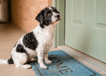 O "Sistema de Distribuição de Pets" agiu novamente: a linda história de Ritinha, a cadelinha que encontrou sua "gêmea" humana