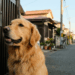 Golden retriever viraliza ao transformar a chegada de seu vizinho favorito em festa diária