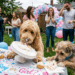 “Só iam descobrir no parto!”: cachorro passa 13 minutos lambendo chantilly e vira-lata Bambino precisa salvar o chá revelação