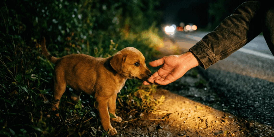 “Trocou a rua pelo sofá”: a emocionante história do cão caramelo resgatado após imprevisto inusitado na rodovia