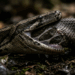A cobra que desloca o crânio para comer: o que a ciência escondeu por séculos
