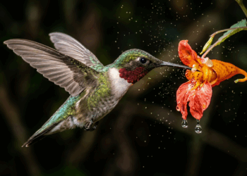 Beija-flor bate as asas 80 vezes por segundo: conheça esse voo impressionante