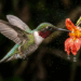 Beija-flor bate as asas 80 vezes por segundo: conheça esse voo impressionante