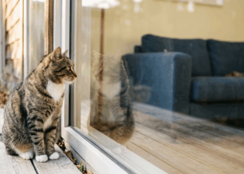 A jornada de Charles: como um gato com FIV encontrou o seu lugar em uma família