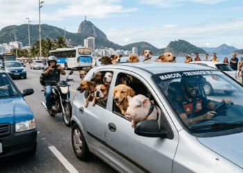 Cena inusitada no Rio: adestrador leva porco e mais de 10 cães em Celta e surpreende motoristas