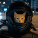 Conheça Amarelinho: o gato desnutrido salvo na Linha Amarela que hoje passeia de mochila