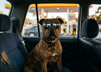 Cão com cartão na coleira? O pit monster Juninho que parou um posto na Bahia