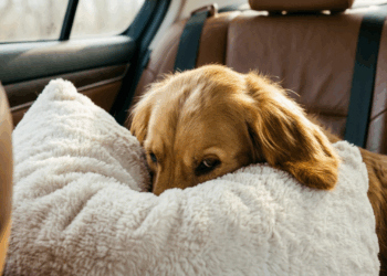 Conheça Otávio, o golden "cãovertido" que vira a cara no banco traseiro se tocar sertanejo
