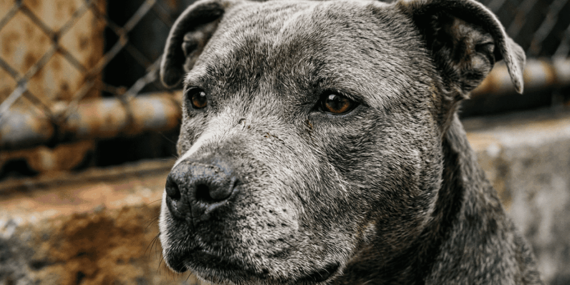 Microchip revela passado doloroso de cadela resgatada à beira da morte presa em parquinho