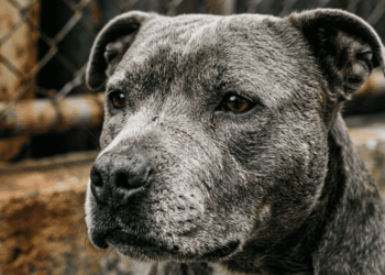 Microchip revela passado doloroso de cadela resgatada à beira da morte presa em parquinho
