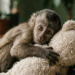 O abraço da sobrevivência: Filhote de macaco órfão ganha pelúcia para se acalmar