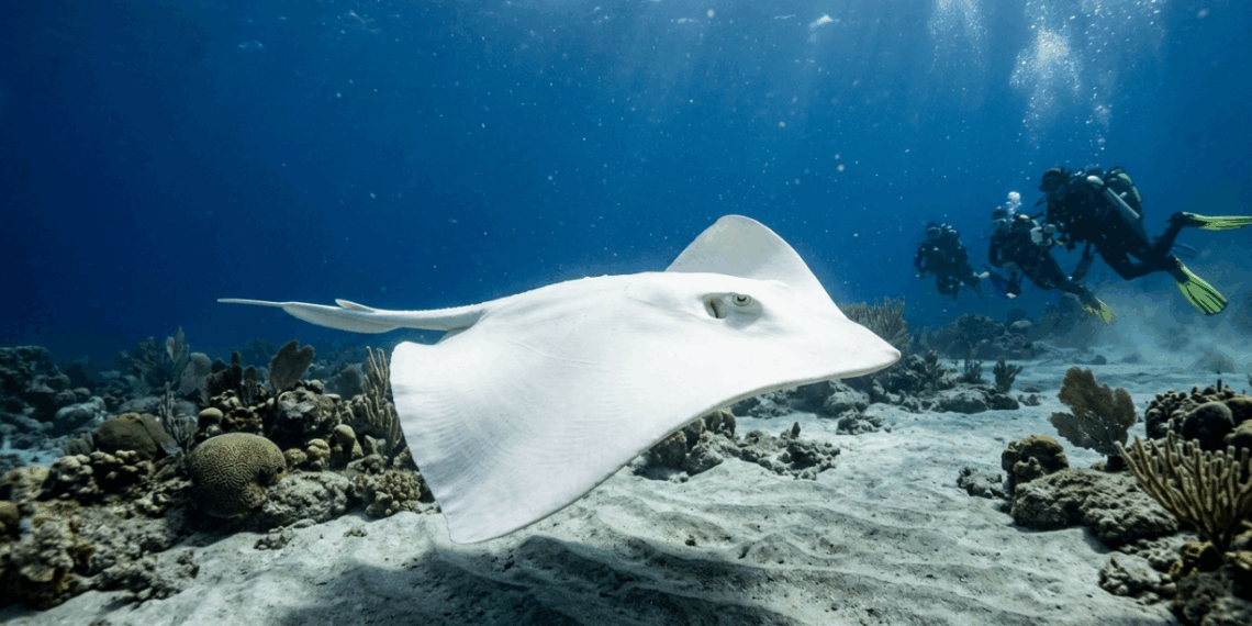 Milagre da natureza: Arraia albina é avistada durante mergulho em Angra dos Reis