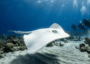 Milagre da natureza: Arraia albina é avistada durante mergulho em Angra dos Reis