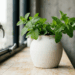 Para horta em apartamento com baixa luminosidade ou espaço reduzido: as plantas que se adaptam bem a vasos e locais com iluminação indireta