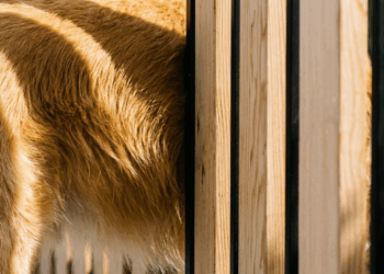 Amor além do muro: A história da golden retriever que espera ansiosamente pelo vizinho todo dia