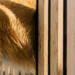 Amor além do muro: A história da golden retriever que espera ansiosamente pelo vizinho todo dia