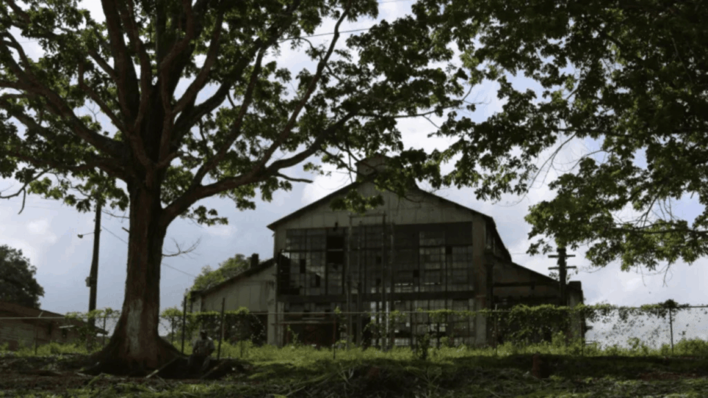 eRfPXVK-1024x576 Henry Ford tentou criar um império na Amazônia, mas um fungo microscópico destruiu o projeto