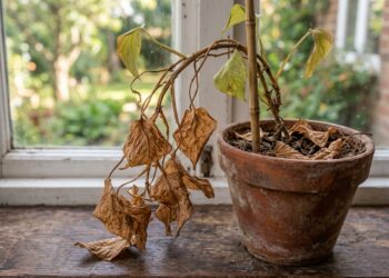 Em 3 semanas sua planta volta a ficar verde se você aplicar esta solução a cada 5 dias