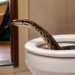 Serpente com parte do corpo emergindo da água de um vaso sanitário aberto em banheiro residencial.