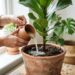 Despejar água de arroz sem sal nas plantas uma vez por semana: para que serve e quais são os seus benefícios para o crescimento?