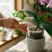Nem adubo caro, nem NPK químico: a melhor maneira de fazer a orquídea soltar raízes novas usando água de coco, segundo cultivadores