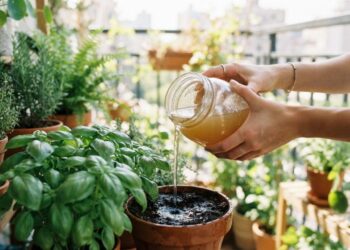 Nem adubo químico comprado, nem fertilizante industrial: a melhor maneira de fornecer nitrogênio para as plantas usando água de cozimento de legumes sem sal, segundo cultivadores