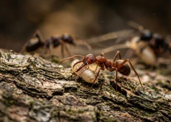 Escraviza colônias inteiras, mas não consegue se alimentar sozinha: a formiga que desafia a lógica da sobrevivência