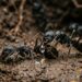 Formiga-matabele enfermeira aplicando secreção medicinal na pata amputada de outra formiga no interior do ninho.