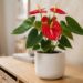 Nem adubo rico em nitrogênio, nem excesso de sombra: a melhor maneira de estimular a floração intensa do antúrio usando luz difusa abundante e fósforo orgânico, segundo floristas