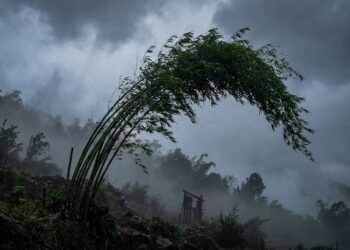 Árvore de bambu verde curvando-se fortemente sob o vento forte em encosta com neblina.