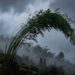 Árvore de bambu verde curvando-se fortemente sob o vento forte em encosta com neblina.