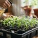 Borrife infusão fria de camomila pura nas bandejas de germinação de sementes uma vez por semana: para que serve e quais são os seus benefícios antifúngicos preventivos?