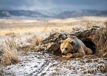 Ursa-parda com pelagem densa descansando na entrada de uma toca de terra com neve ao redor em santuário do Colorado.