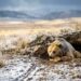 Ursa-parda com pelagem densa descansando na entrada de uma toca de terra com neve ao redor em santuário do Colorado.