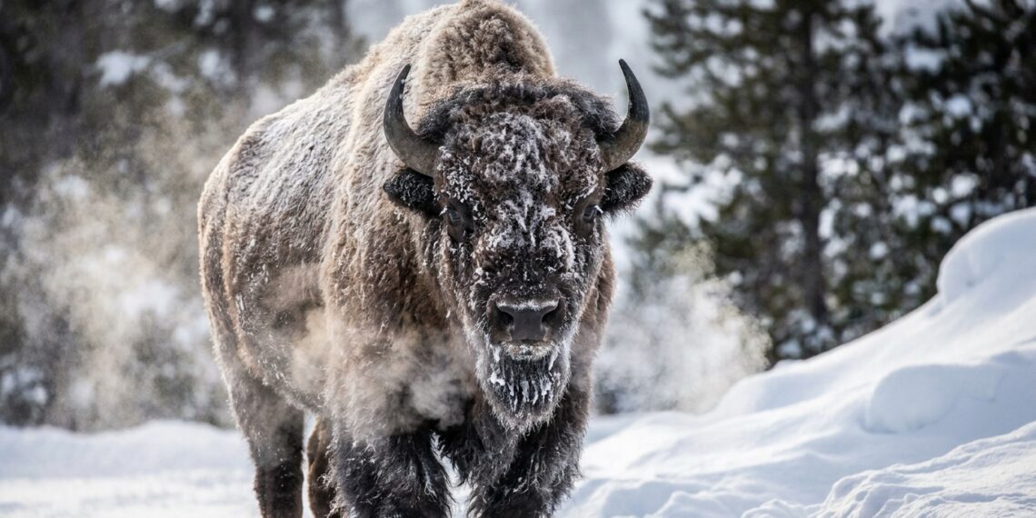 Bisão-americano macho de grande porte caminhando de frente contra forte nevasca em planície congelada